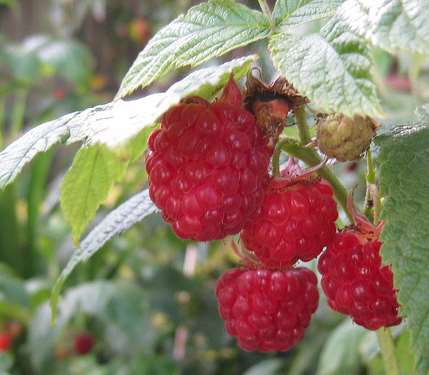 Raspberry Ketone diet review